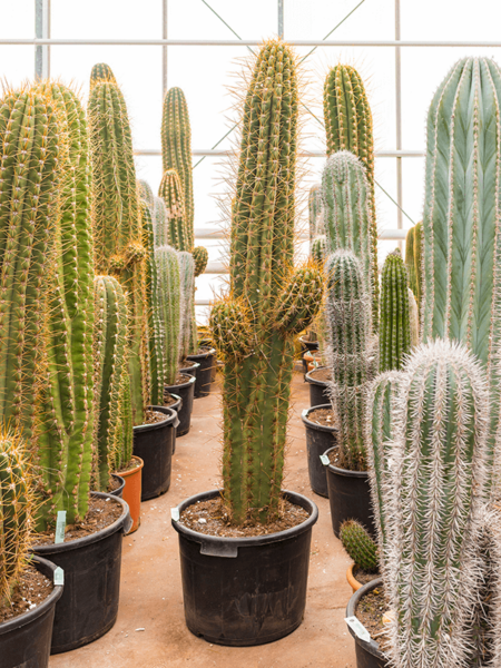 Trichocereus terscheckii
