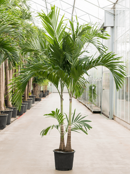 Veitch (Adonidia) Merrillii