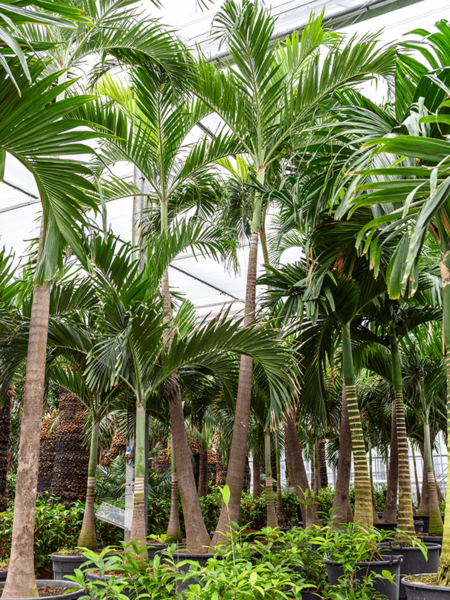 Veitch (Adonidia) Merrillii