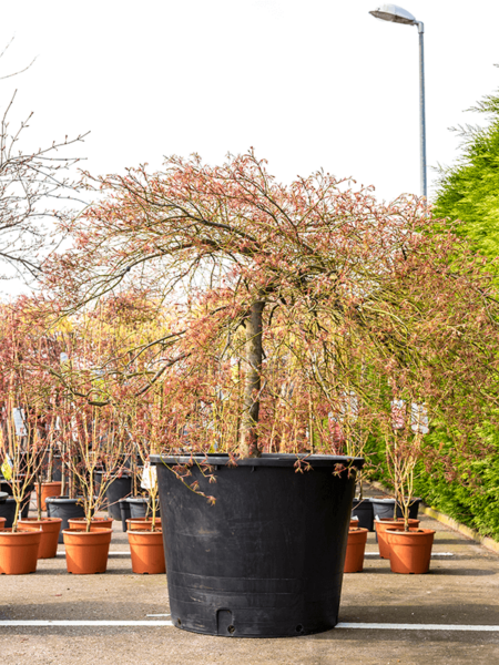 Betula Pendula 'Ornament'