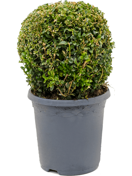 Buxus sempervirens