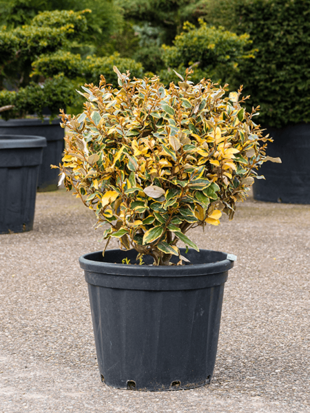 Elaeagnus Ebbingei Viveleg