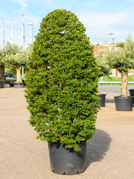 Enkianthus perulatatus