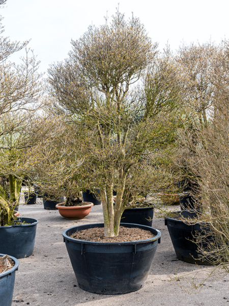 Enkianthus perulatatus