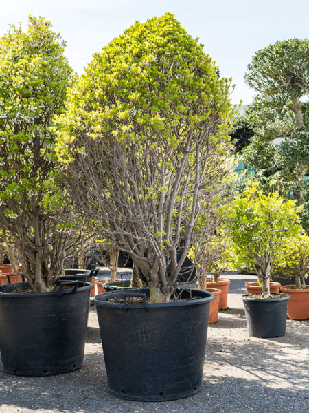 Enkianthus perulatatus