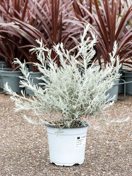 Eremophila Nivea.
