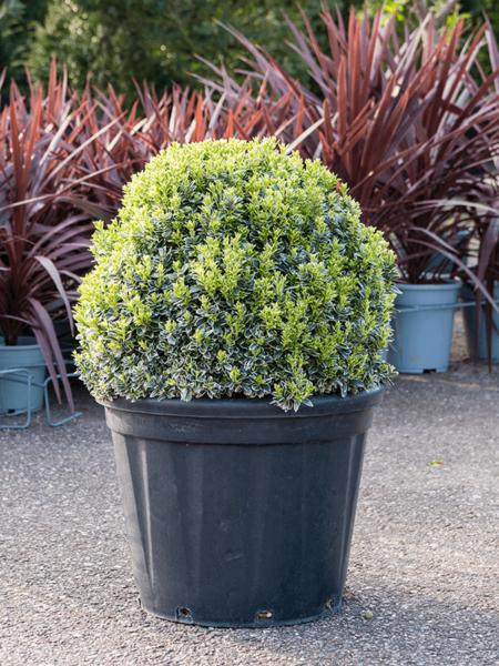 Pretty Euonymus Fortunei 'Silver'