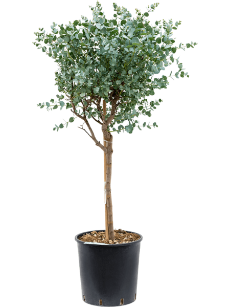 Eucalyptus gunnii