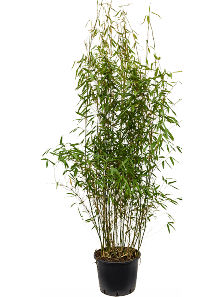 Farsia Murieliae 'Jumbo'