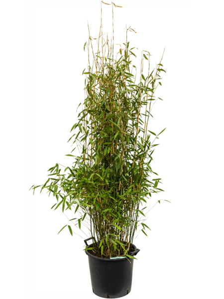 Farsia Murieliae 'Jumbo'