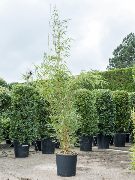 Farsia Robusta 'Campbell'