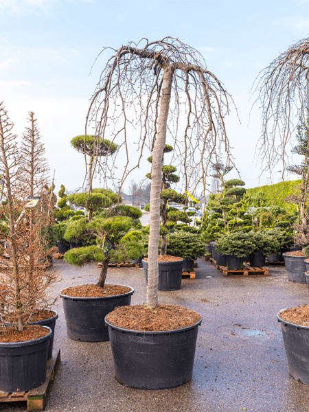 Fagus Sylvatica 'Purpurea Pendula'