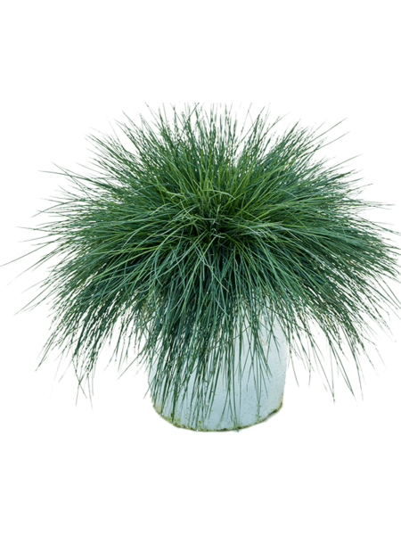 Festuca Glauca 'Intense Blue'