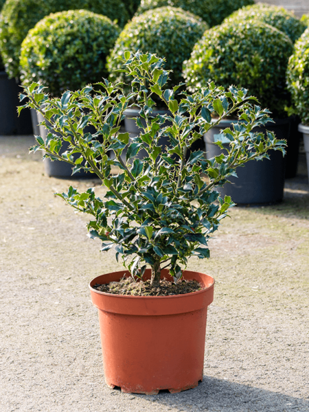 Ilex Aquifolium 'Alaska'
