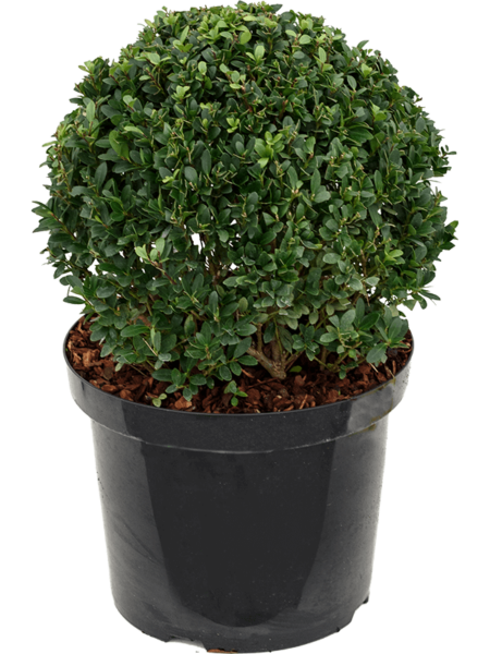 Ilex Crenata 'verde oscuro'