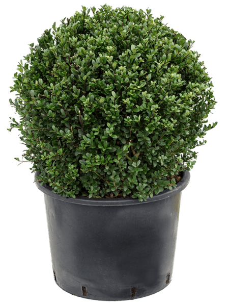 Ilex Crenata 'verde oscuro'