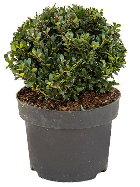 Ilex Crenata 'verde oscuro'