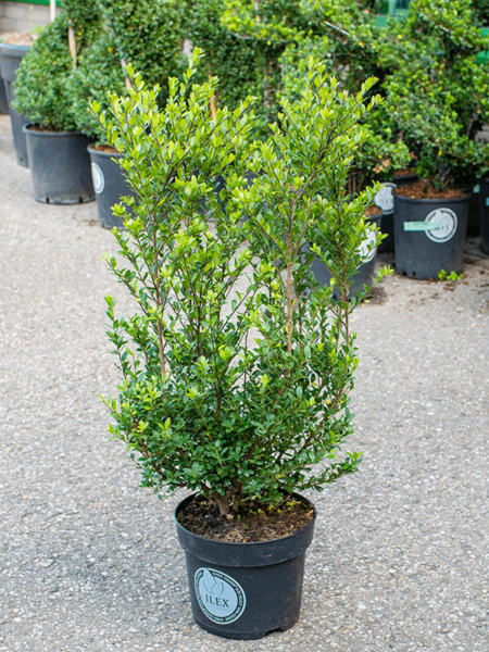 Ilex Crenata 'verde oscuro'