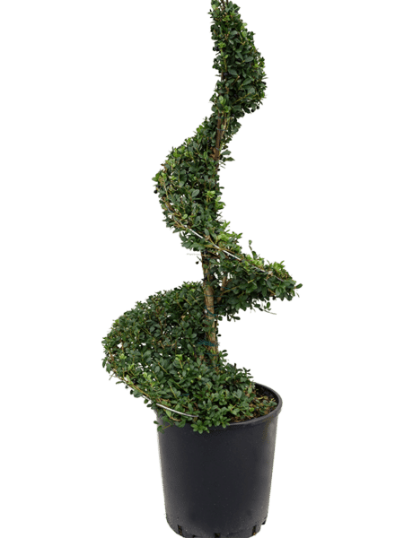 Ilex Crenata 'verde oscuro'