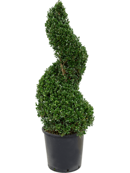 Ilex Crenata 'verde oscuro'