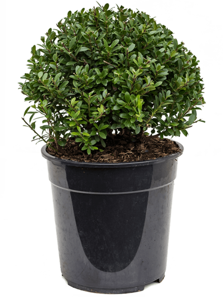 Ilex Crenata 'Maxima'