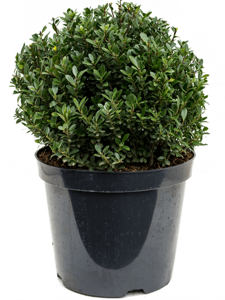 Ilex Crenata 'Maxima'