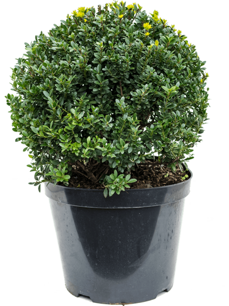 Ilex Crenata 'Maxima'