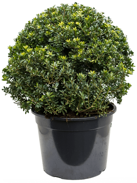 Ilex Crenata 'Maxima'