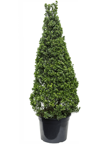 Ilex Crenata 'Maxima'