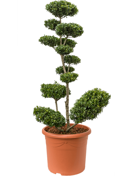 Ilex Crenata 'Maxima'