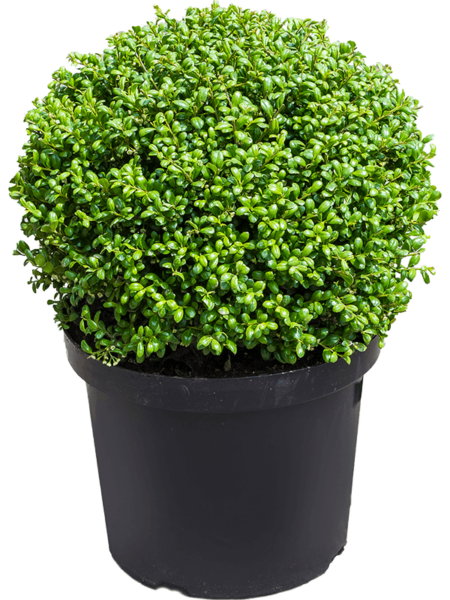 Ilex Crenata 'Convexa'