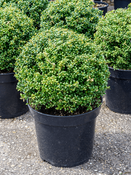 Ilex Crenata 'Convexa'