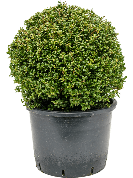 Ilex Crenata 'Convexa'