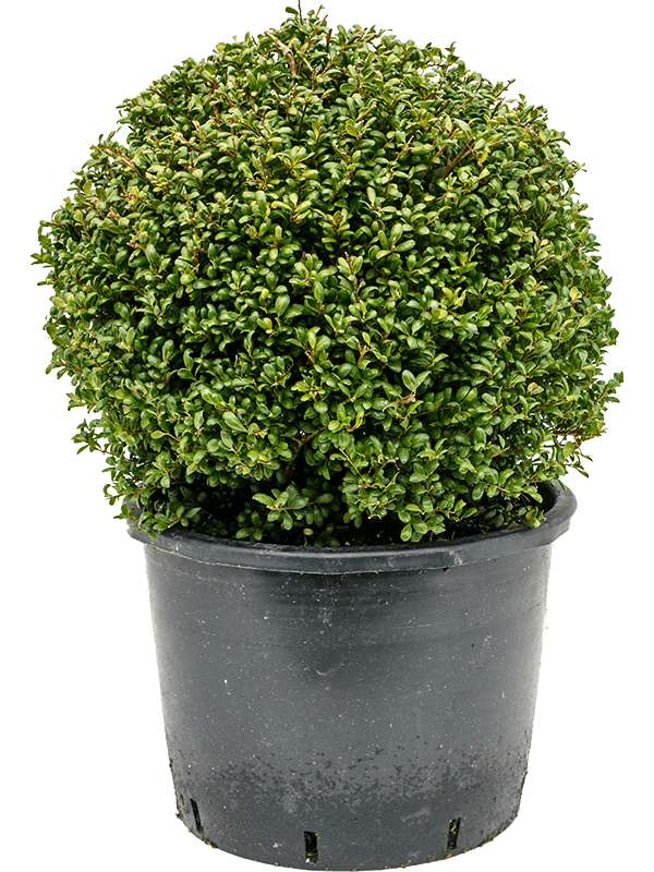 Ilex Crenata 'Convexa'