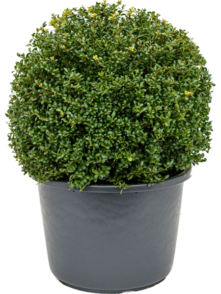 Ilex Crenata 'Convexa'