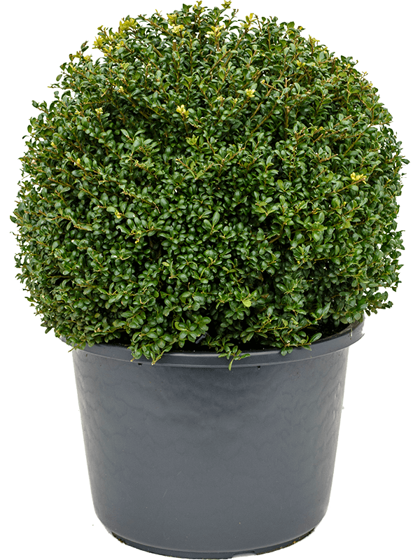 Ilex Crenata 'Convexa'