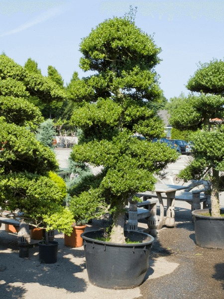 Ilex Crenata 'Convexa'