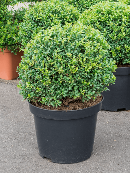 Ilex Crenata 'Convexa'
