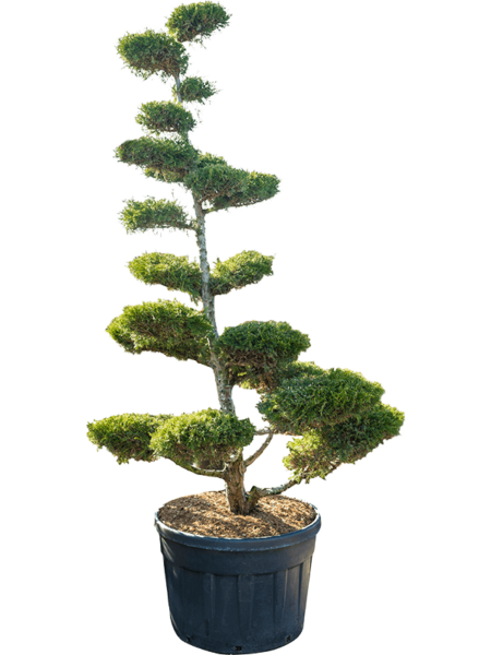 Juniperuus annisis 'en Warway Gold'