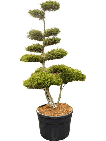 Juniperuus annisis 'en Warway Gold'