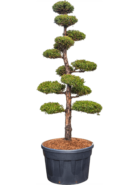 Juniperus chinensis 'monarch'
