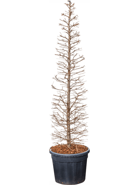 Larix Kaempferi
