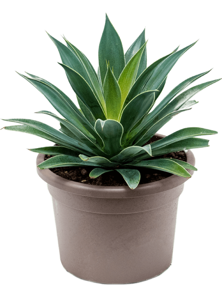 Mangave 'Lavender Lady'