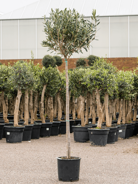 Olea europaea