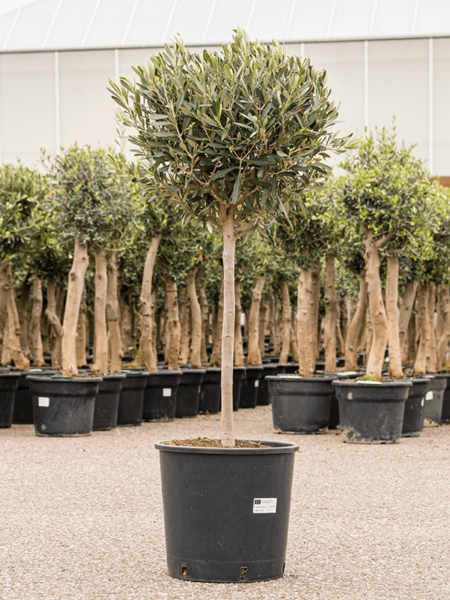 Olea europaea
