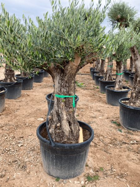 Olea europaea