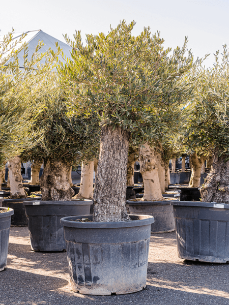 Olea europaea