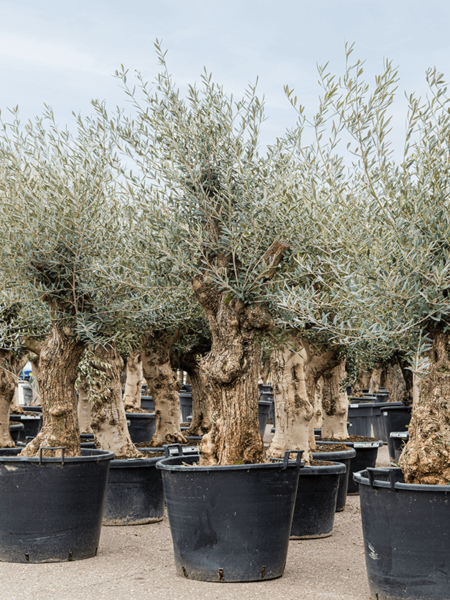 Olea europaea