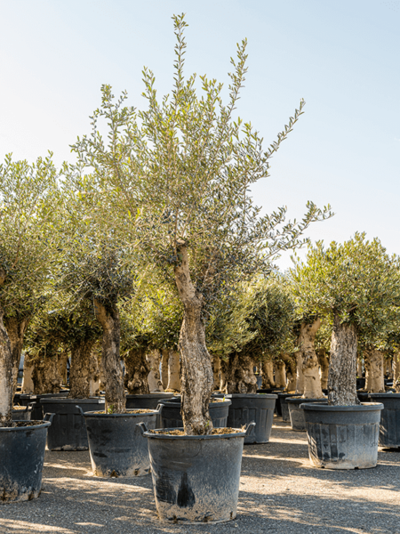 Olea europaea