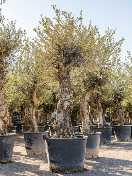 Olea europaea